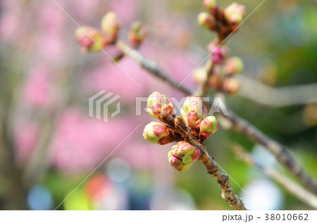 桜のつぼみの写真素材