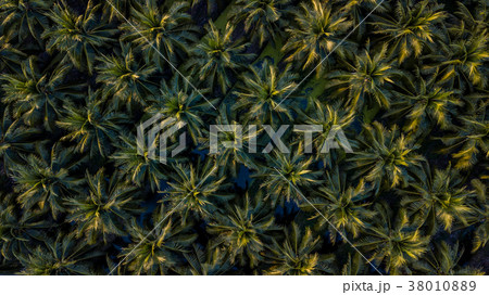 Aerial view on plantation of coconut trees. 38010889