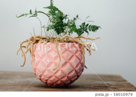 davalia humata pot 38010979