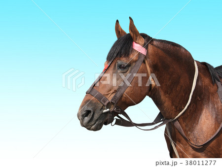 Portrait of a brown horse 38011277