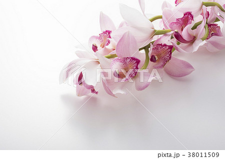 シンビジューム 38011509