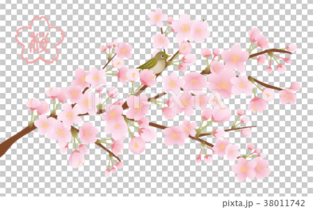 Cherry tree stock vector - Stock Illustration [38011742] - PIXTA