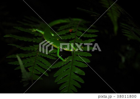 アオカナヘビ 38011800