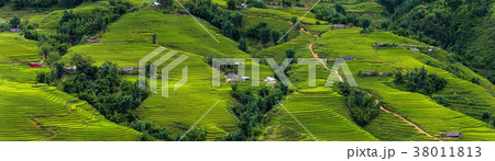 Panorama scene of rice fields and terrace Panorama scene of rice fields and terrace 38011813