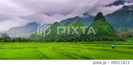 Panorama scene of rice fields and terrace Panorama scene of rice fields and terrace 38011815