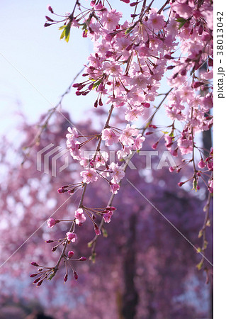 水無川沿いのしだれ桜 水無川沿いのしだれ桜 38013042