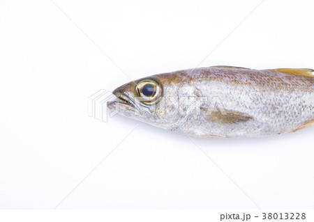 ムツ 魚 食材 ムツ 魚 食材 38013228