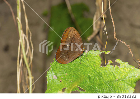 Assam Large Faun, Faunis eumeus assama, Brush 38013332