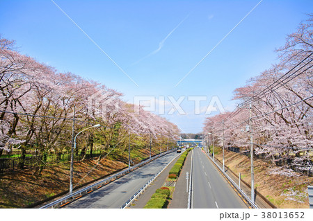 東京都調布市野水　　野川公園の桜 38013652
