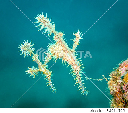 ニシキフウライウオ 38014506