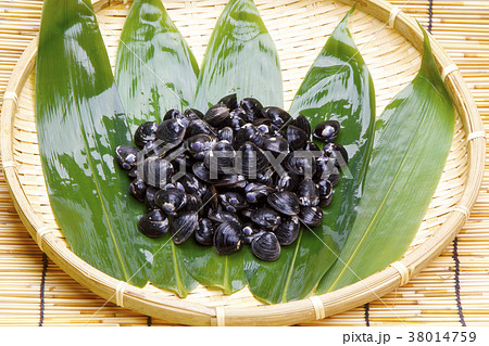 シジミ 食材 シジミ 食材 38014759