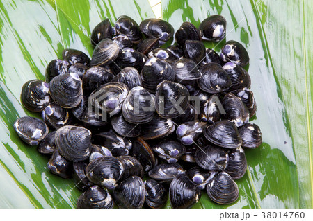 シジミ 食材 シジミ 食材 38014760