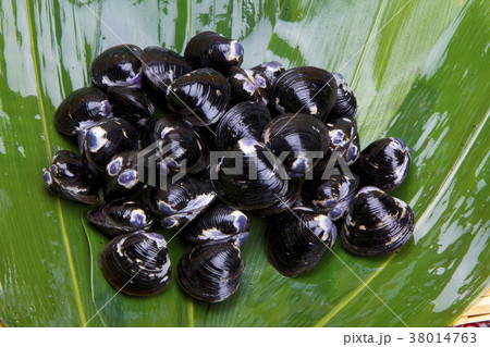シジミ 食材 シジミ 食材 38014763