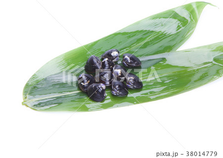 シジミ 食材 シジミ 食材 38014779