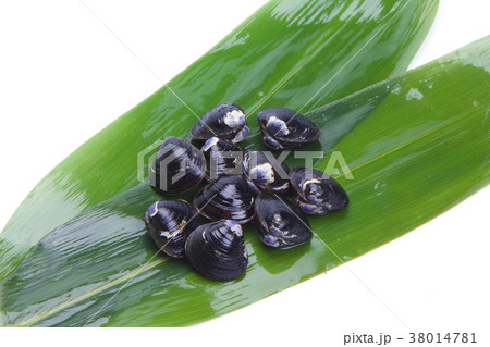 シジミ 食材 シジミ 食材 38014781