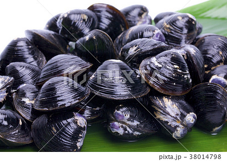 シジミ 食材 シジミ 食材 38014798