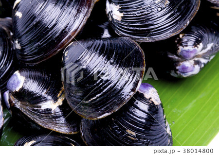 シジミ 食材 シジミ 食材 38014800