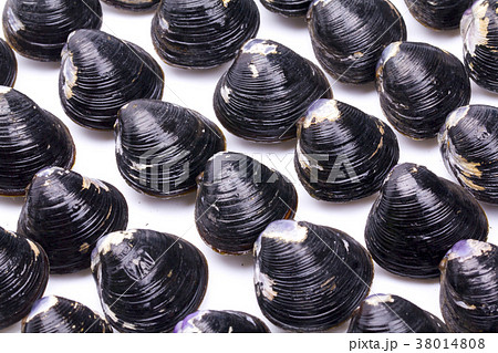 シジミ 食材 シジミ 食材 38014808