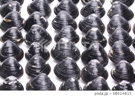 シジミ 食材 シジミ 食材 38014815