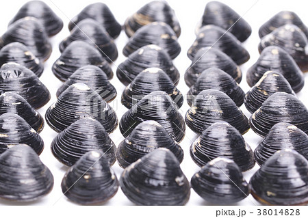 シジミ 食材 シジミ 食材 38014828