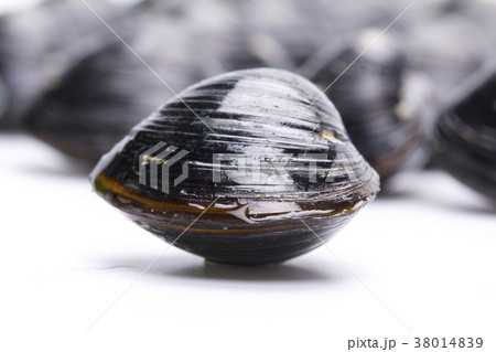 シジミ 食材 シジミ 食材 38014839