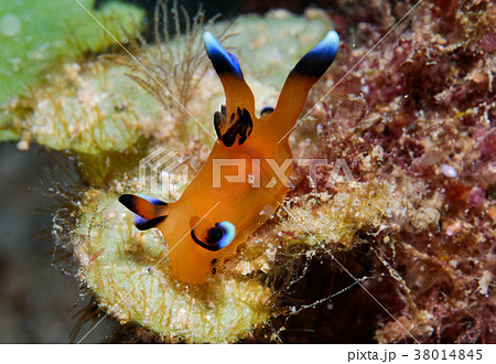 ウデフリツノザヤウミウシ 38014845