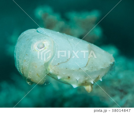 コブシメ コブシメ 38014847