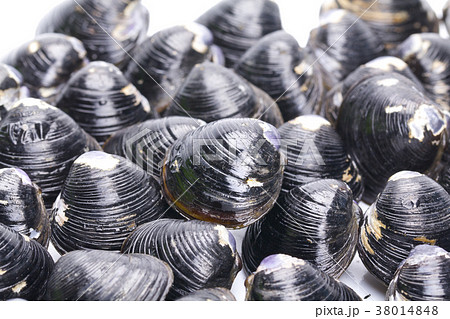 シジミ 食材 シジミ 食材 38014848