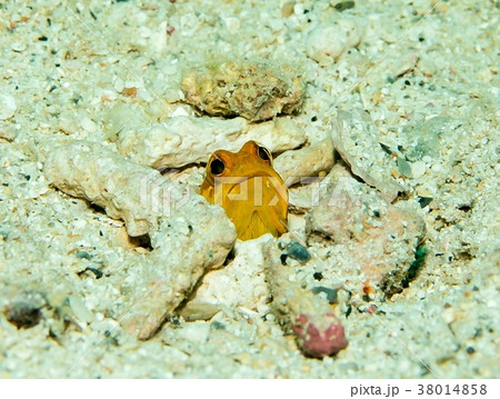 ジョーフィッシュ 38014858