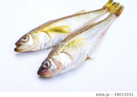 ハタハタ　魚　食材 38015032