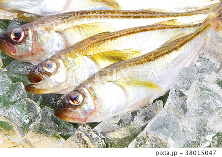 ハタハタ　魚　食材 38015047