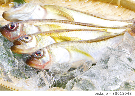 ハタハタ　魚　食材 38015048