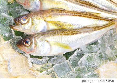 ハタハタ　魚　食材 38015050