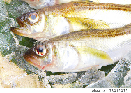 ハタハタ　魚　食材 38015052