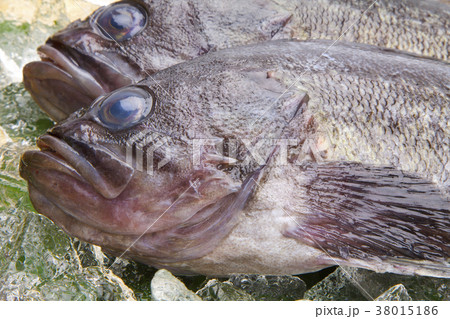 メバル　魚 38015186