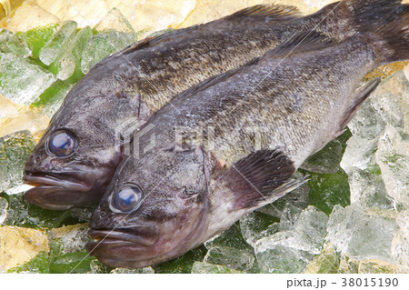 メバル　魚 38015190