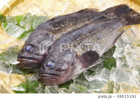 メバル　魚 38015191