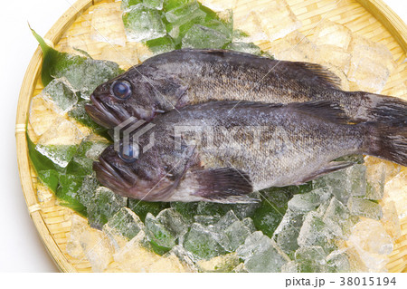 メバル　魚 38015194