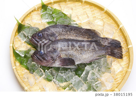 メバル　魚 38015195
