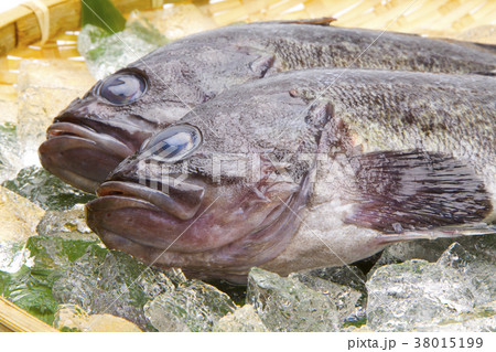 メバル　魚 38015199