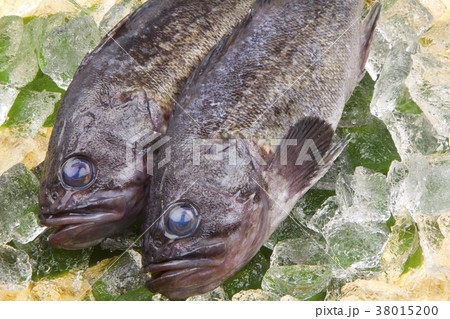 メバル　魚 38015200