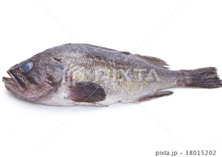 メバル　魚 38015202