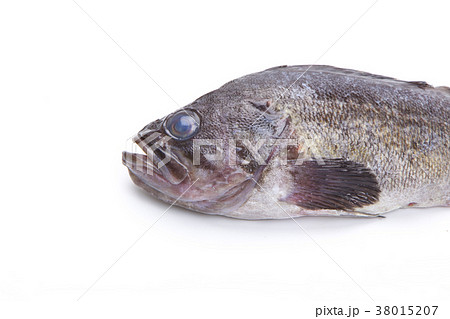 メバル 魚 メバル 魚 38015207