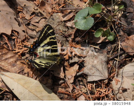 ギフチョウ ( 2017年4月 岐阜県中津川市 ) 38015948