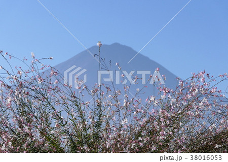 陽光の中の富士山　秋 38016053