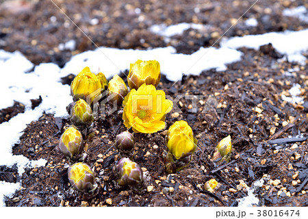 フクジュソウ咲く　福寿草　立春イメージ　早春イメージ 38016474