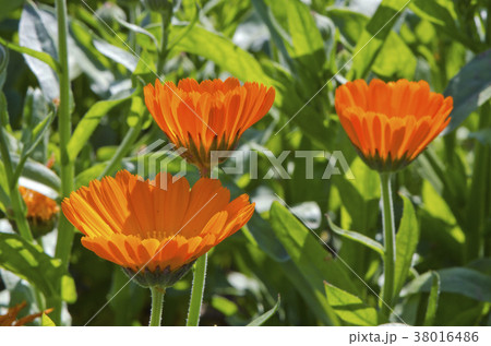 summer time marigold calendula medical flowers 38016486