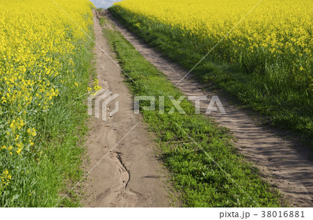 rural  road and blossoming rapeseed fields 38016881