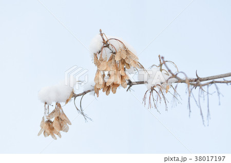 Seeds of ash on a snowy branch. The sky 38017197