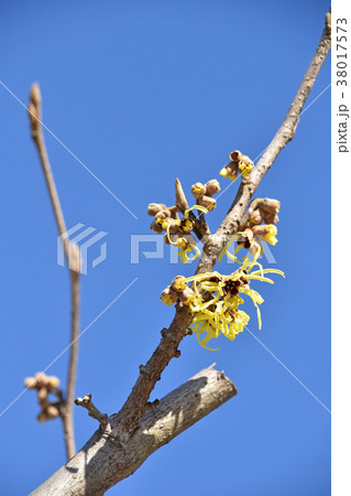 マンサク（満作） 38017573